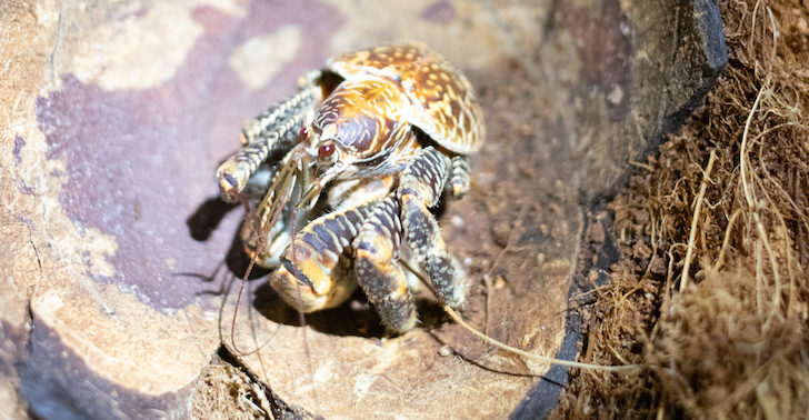 tiny coconut crab on a coconut shell