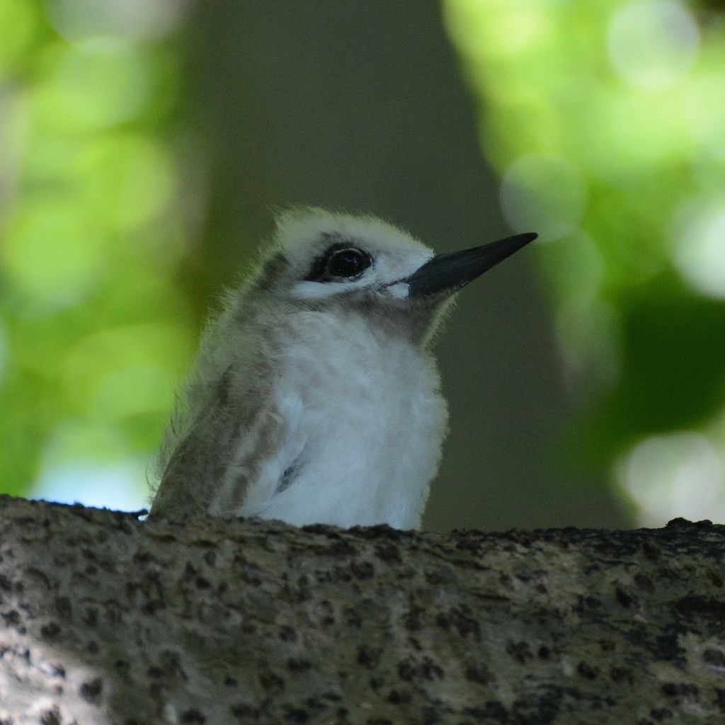 baby white tern in the Pisonia forest on motu Reiono