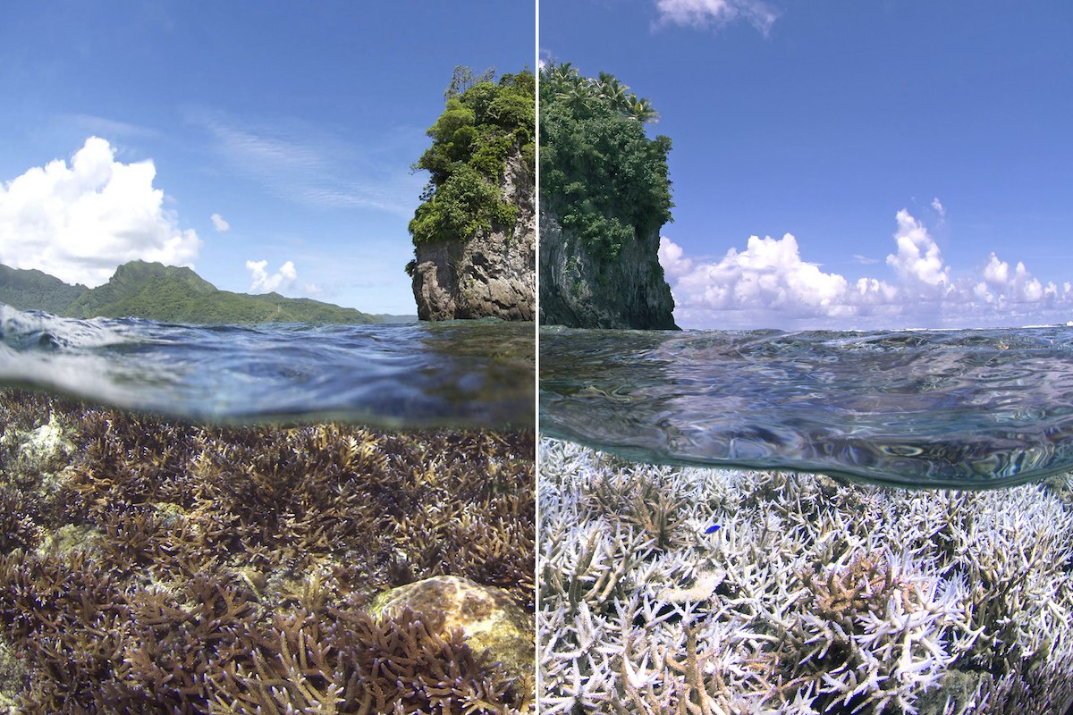 coral - before and after bleaching