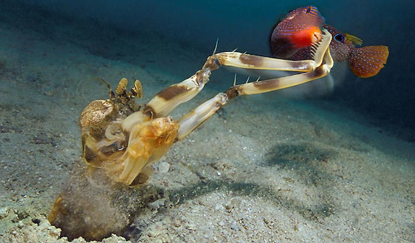 A mantis shrimp catching fish