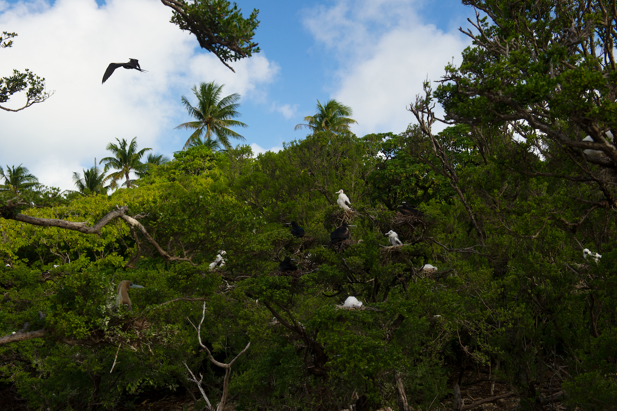 nesting birds on Tetiaroa