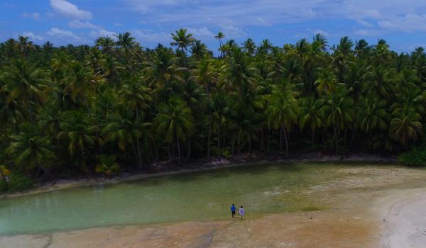 coconut trees on the motu