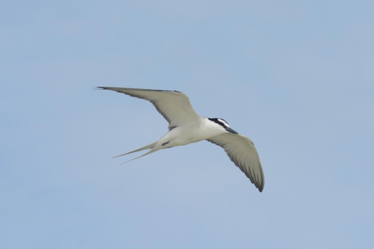 Grey-Backed Tern fly