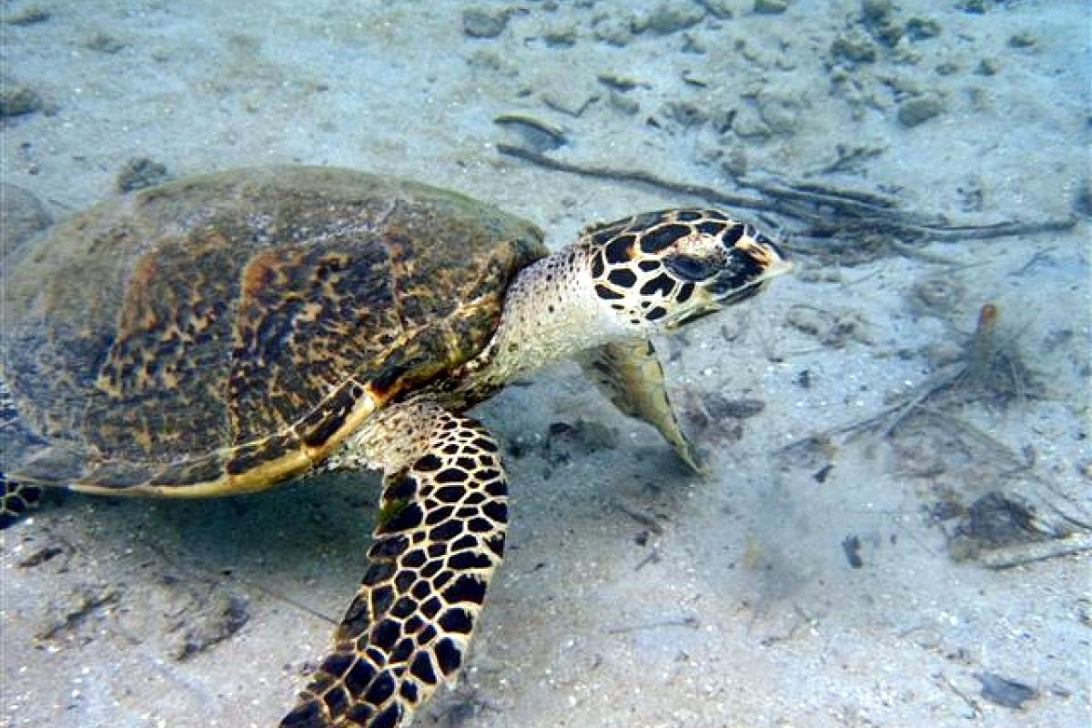 Concernant la tortue imbriquée, un seul cas de ponte a été identifié dans les Tuamotu, il y quelques années de ça.