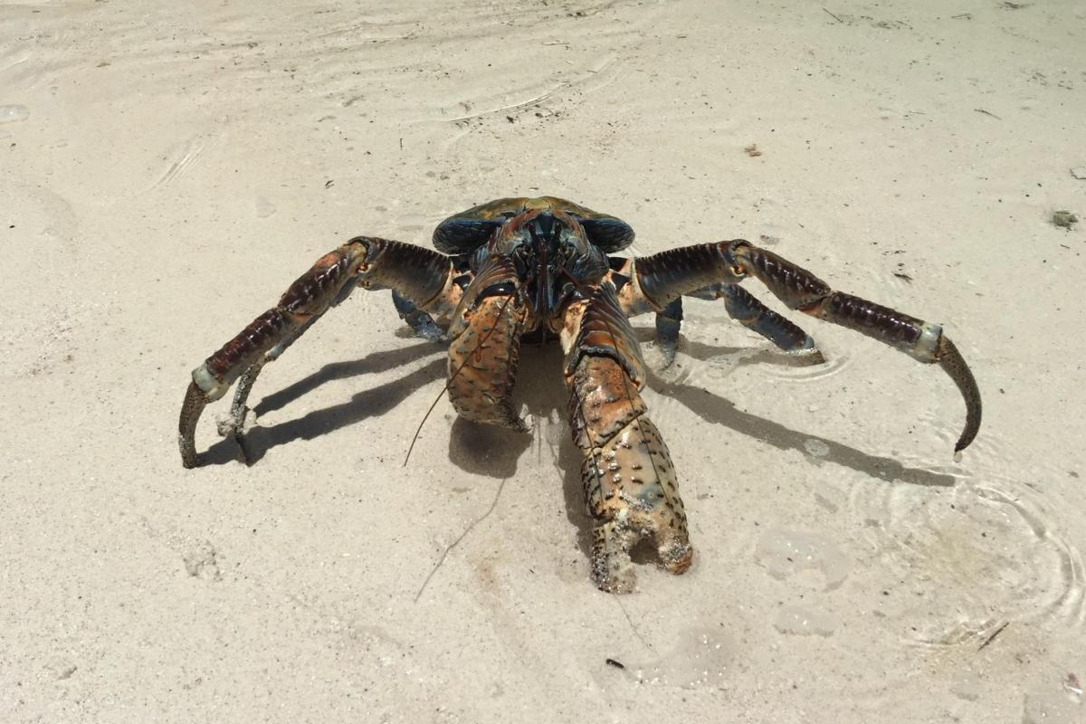  l'un des plus grands crabes que nous avons rencontrés sur Tetiaroa 