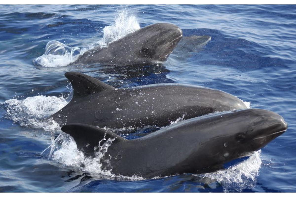 Melon-headed whales are present in Society, Marquesas, and Austral archipelagos.