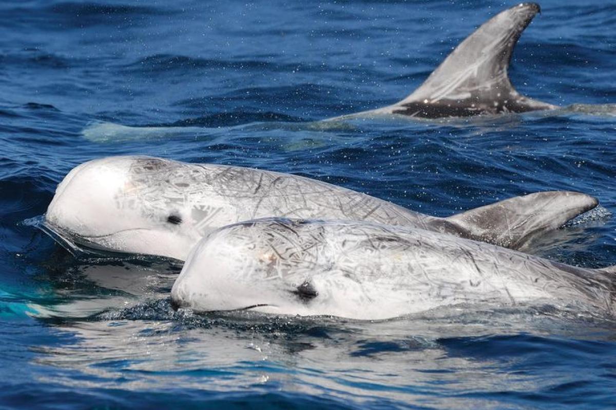 Older dolphins seem completely white due to the accumulation of depigmentation scars.