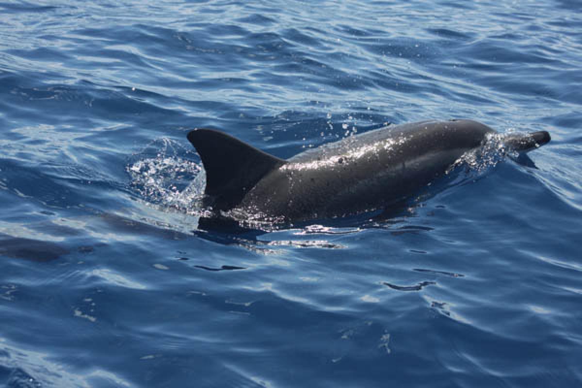 Spinner dolphins are very social animals, and form groups of 20 to 25 individuals.