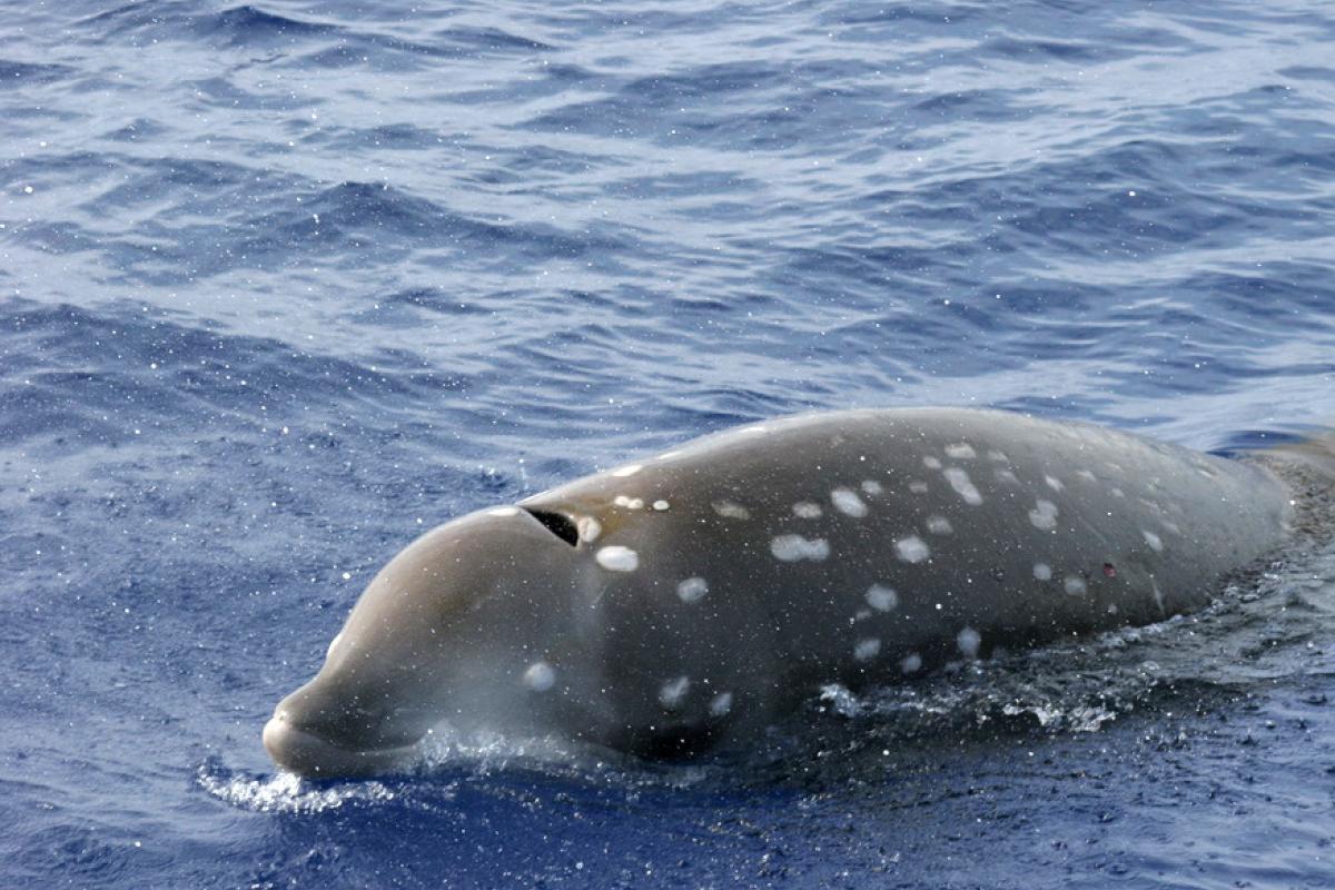 The Cuvier's beaked whale holds the deep-diving record for marine mammals.