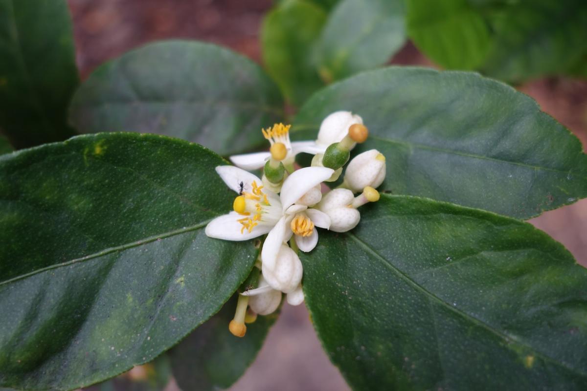 Flowers that will become lime.