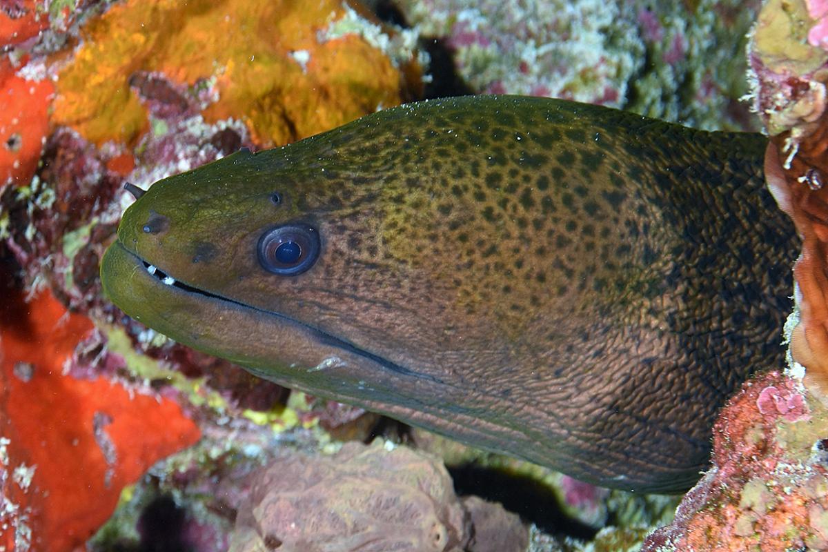 This moray eel is one of the most massive eels in Polynesia.