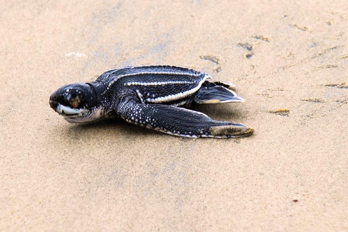 Baby leatherback turtle