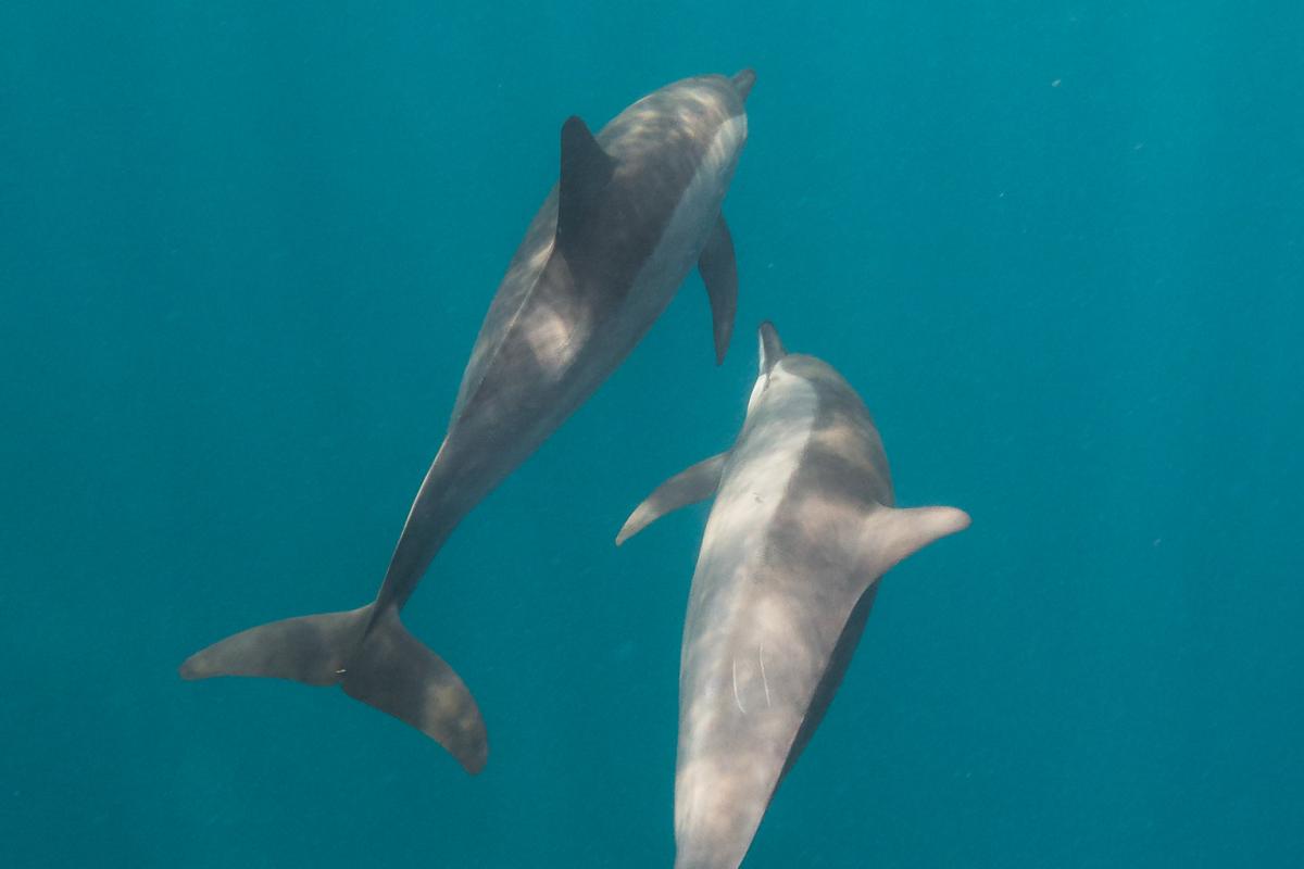 They are called spinner dolphins because of their acrobatic tendencies.