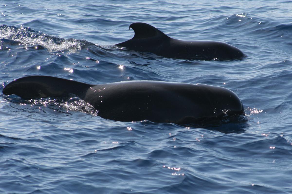 Short-finned pilot whales pods often occur in groups of 25 to 50 animals.