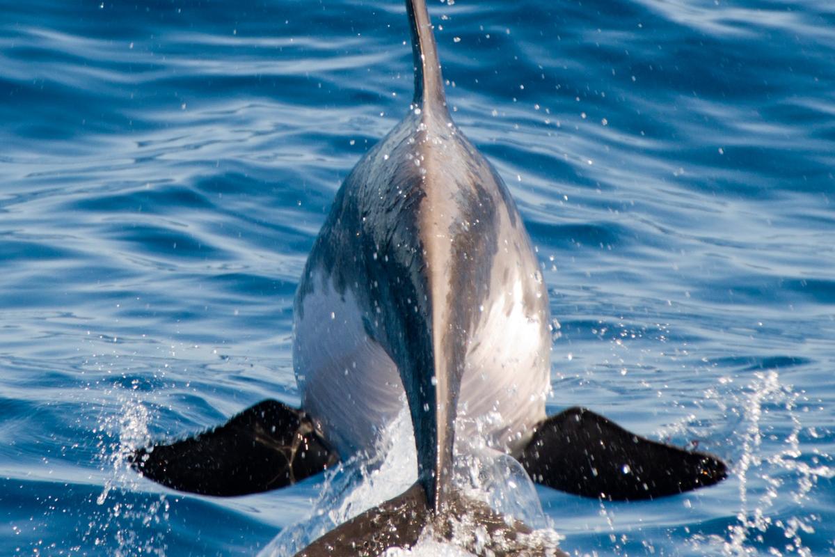 Like many other dolphins, it’s a social animal, commonly moving in groups of 10 to 50 individuals.