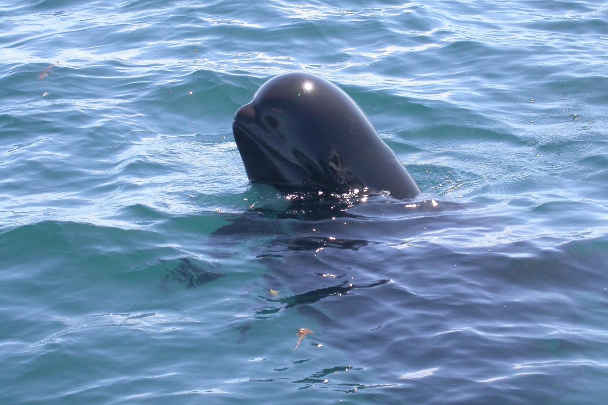 Short-finned pilot whales have a bulbous melon head with no discernable beak