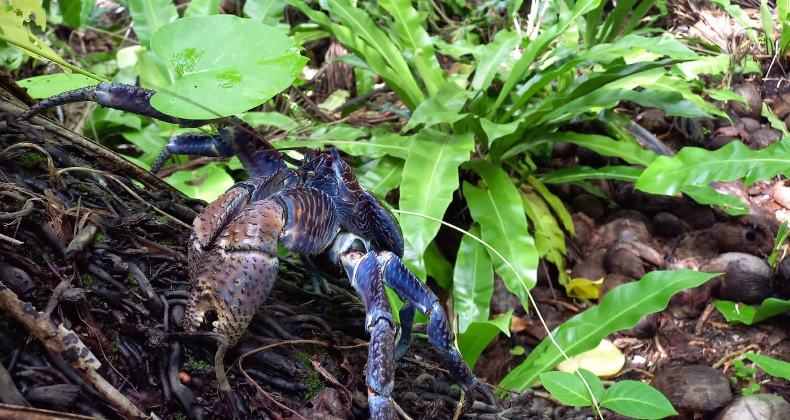 coconut crab in the forest