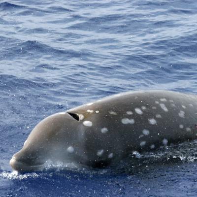 The Cuvier's beaked whale holds the deep-diving record for marine mammals.