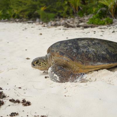 The green turtle lays its eggs regularly in French Polynesia