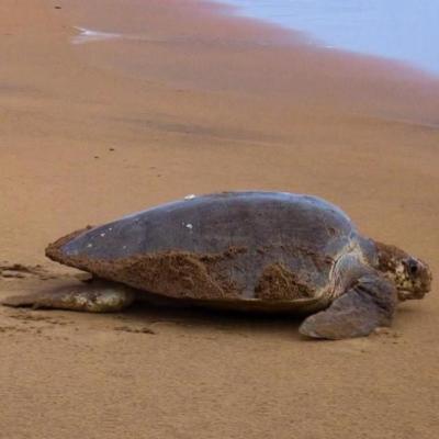 The Olive Ridley turtle is the smallest of the sea turtles and is one of the five species that can be found in French Polynesia.