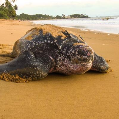 Leatherbacks are the largest living turtles.