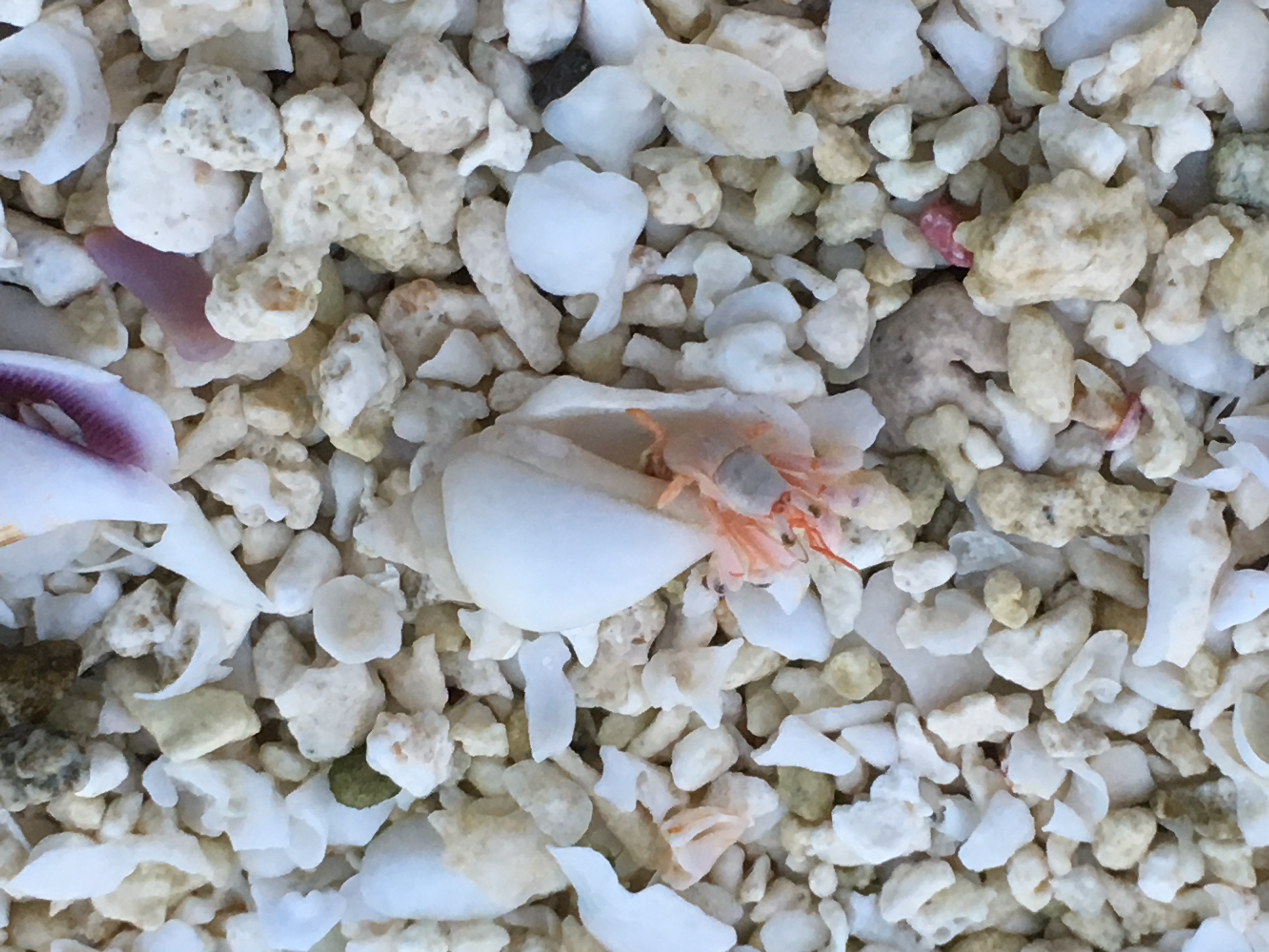 bernard de l'hermit sur une plage de corail