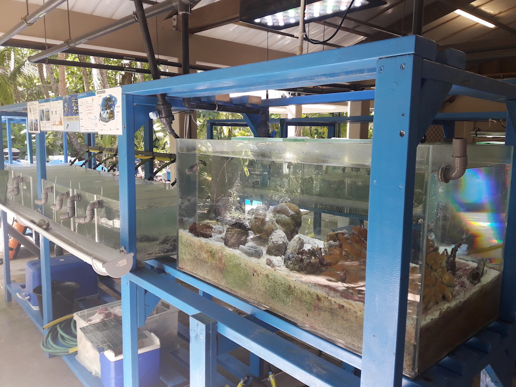 aquarium in the wet lab