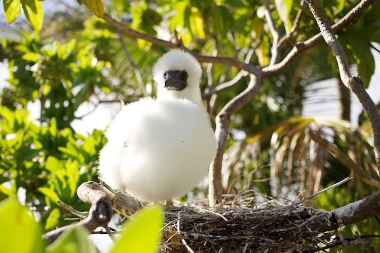 one young booby