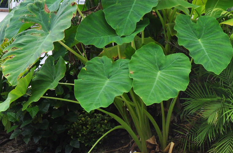 taro plants