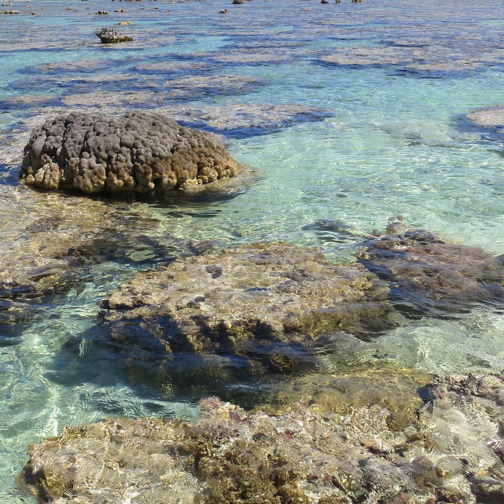 coral garden ecosystem