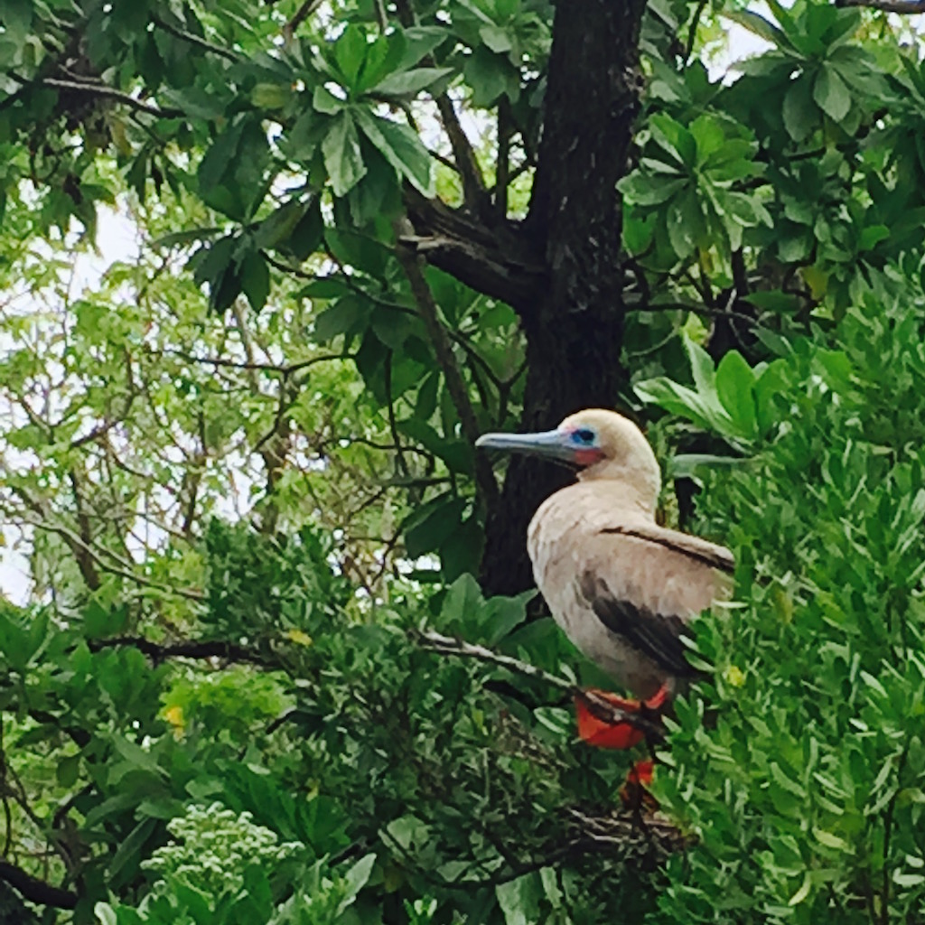 diversity in Tetiaroa's forest ecosystem