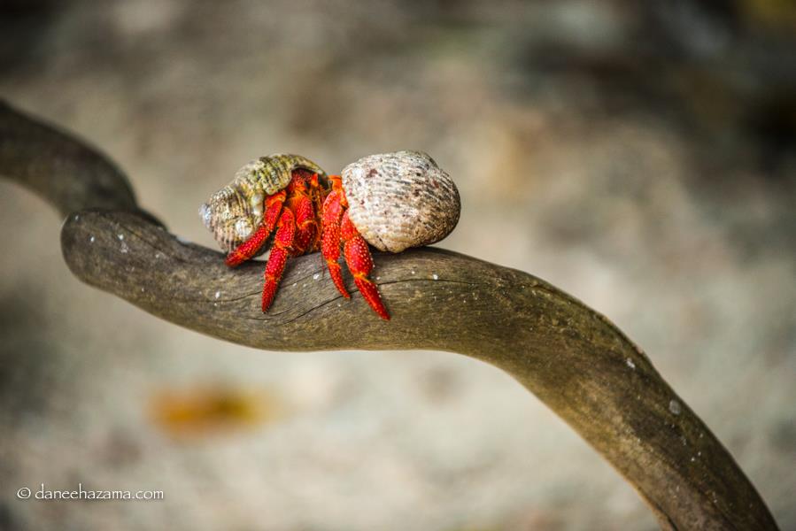 bernard l'hermites se rencontre sur une branche