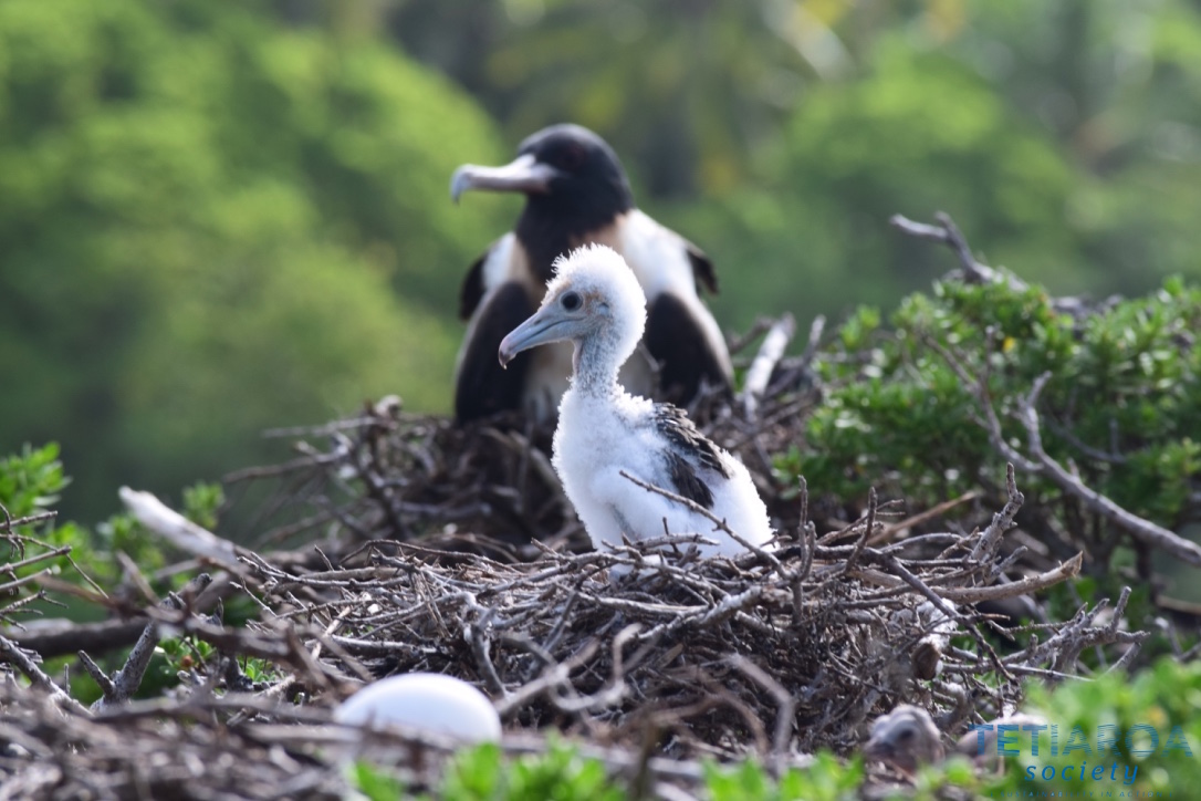 frigate family in the nest