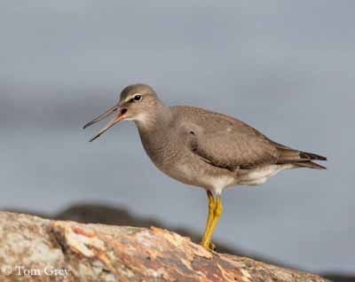 un oiseau porteur de nouvelles