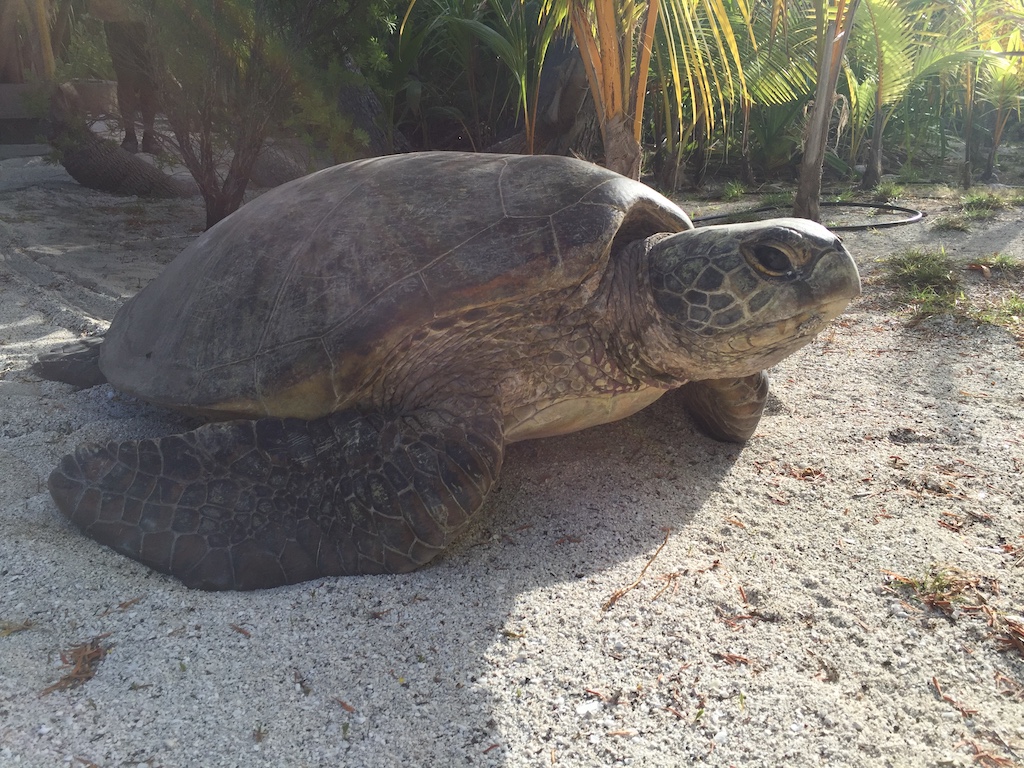 Honu in the sun