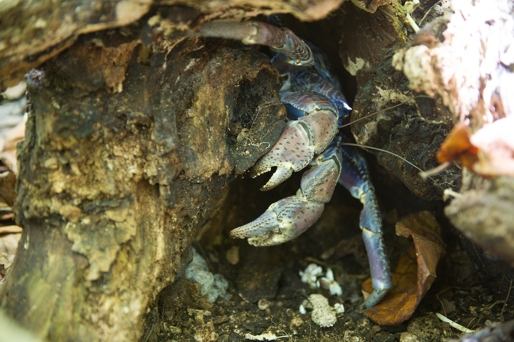kaveu peeking out of its burrow