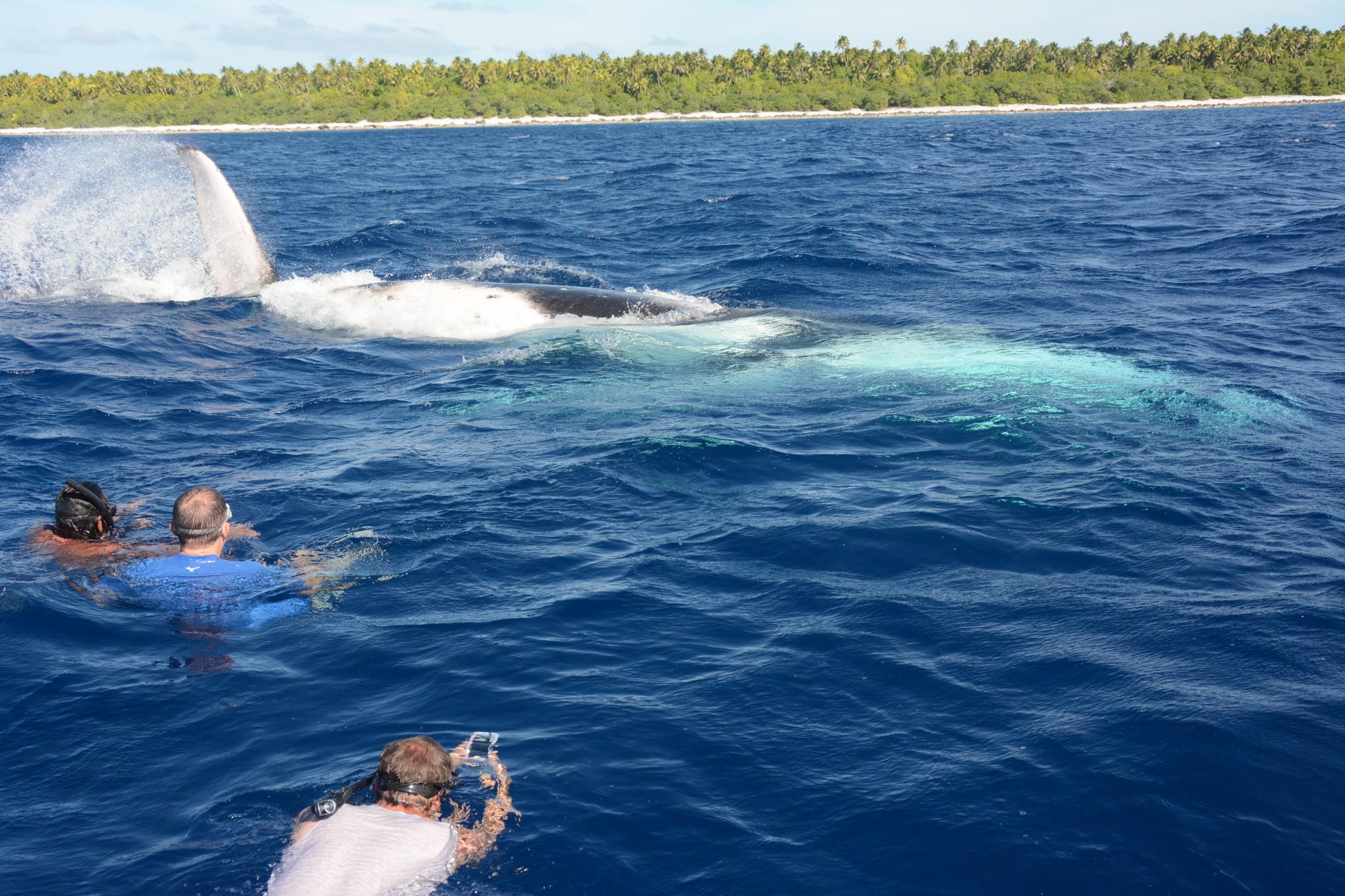 Les guides TS emmènent les clients nager avec les baleines