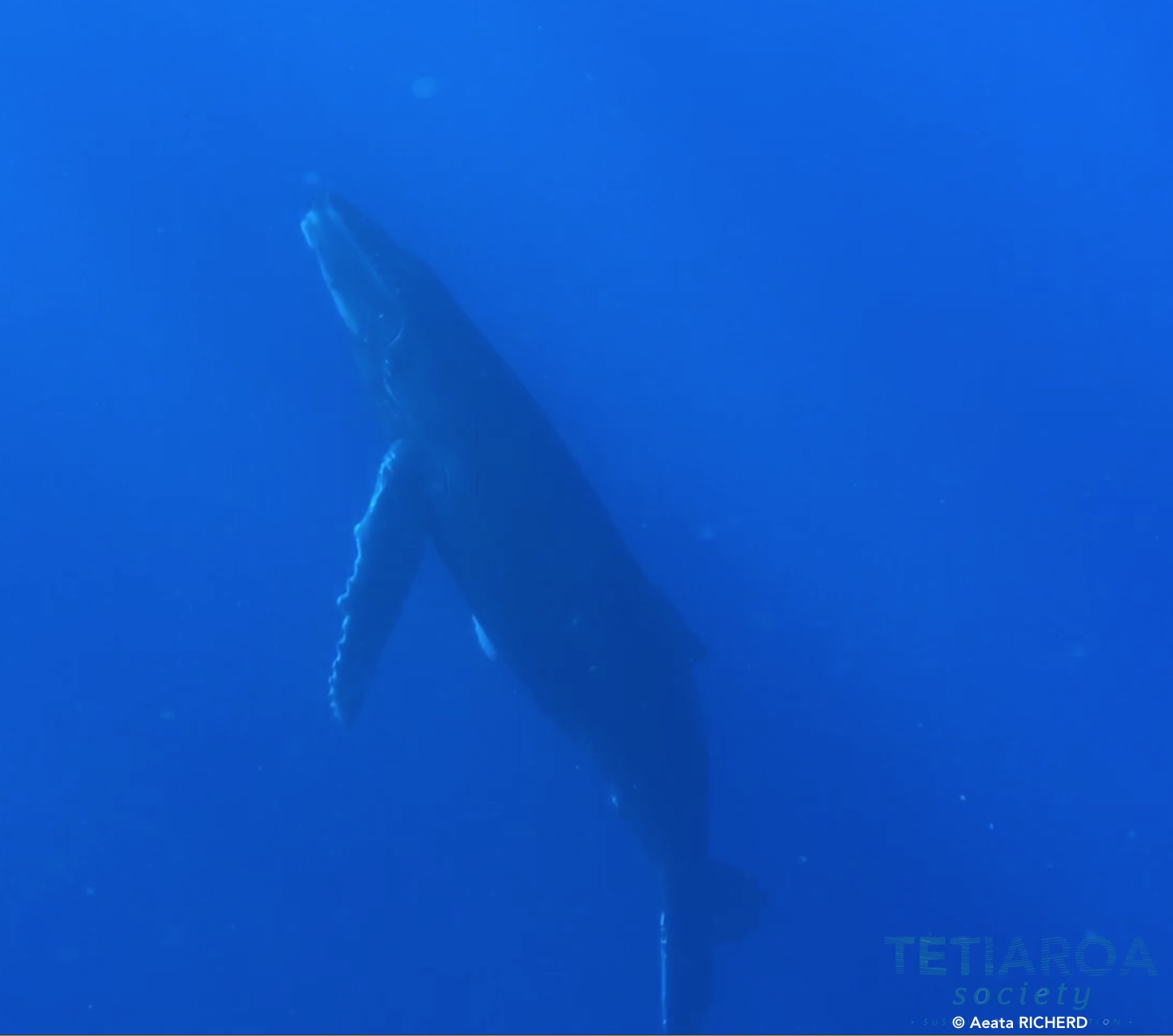 Juvenile baleine à bosse près de Tetiaroa