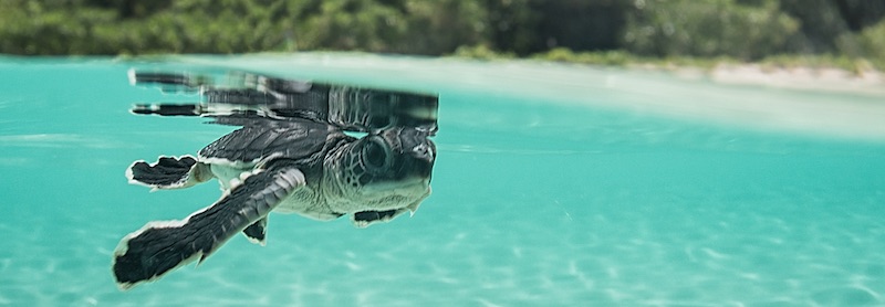 baby in the lagoon