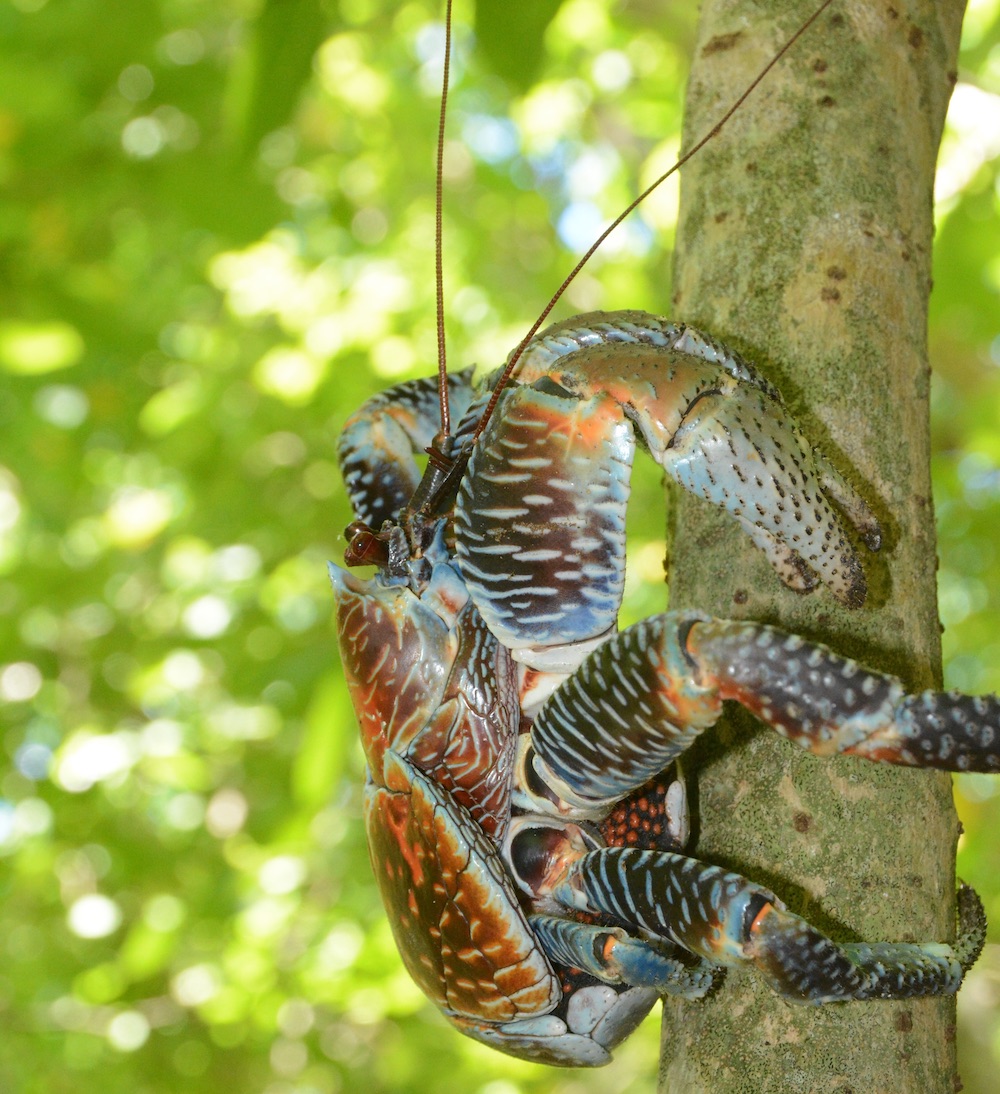 kaveu sur une arbre