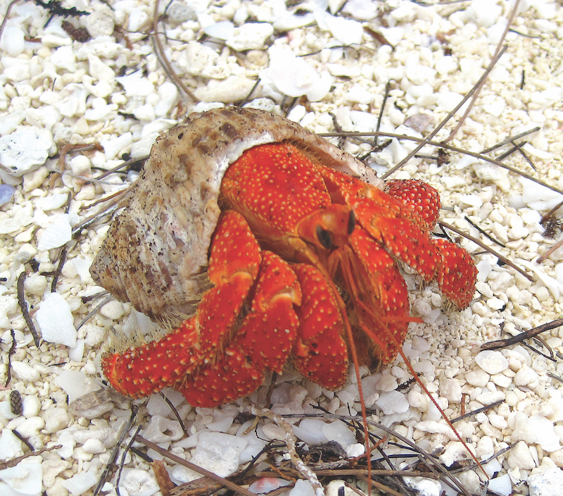 strawberry hermit crab