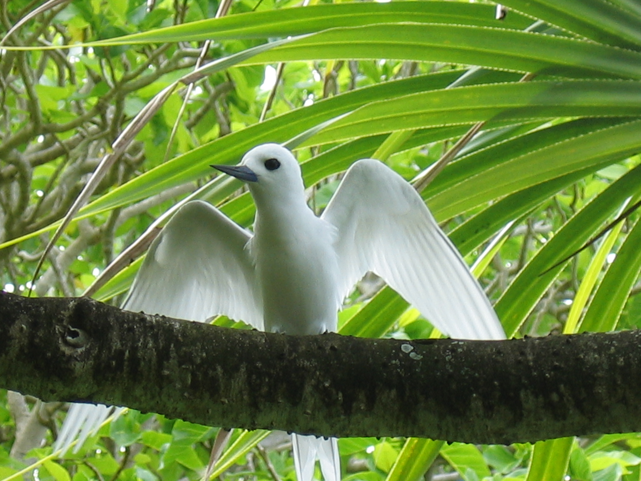 white tern on Tetiaroa