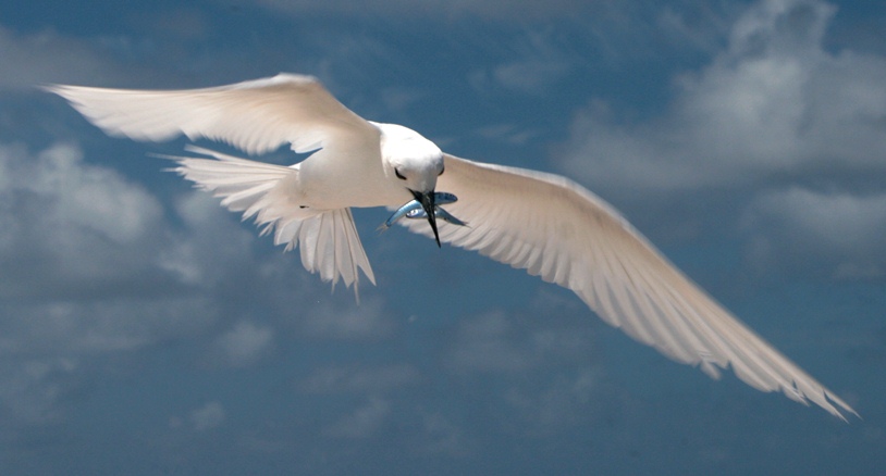 white tern with a fish for dinner