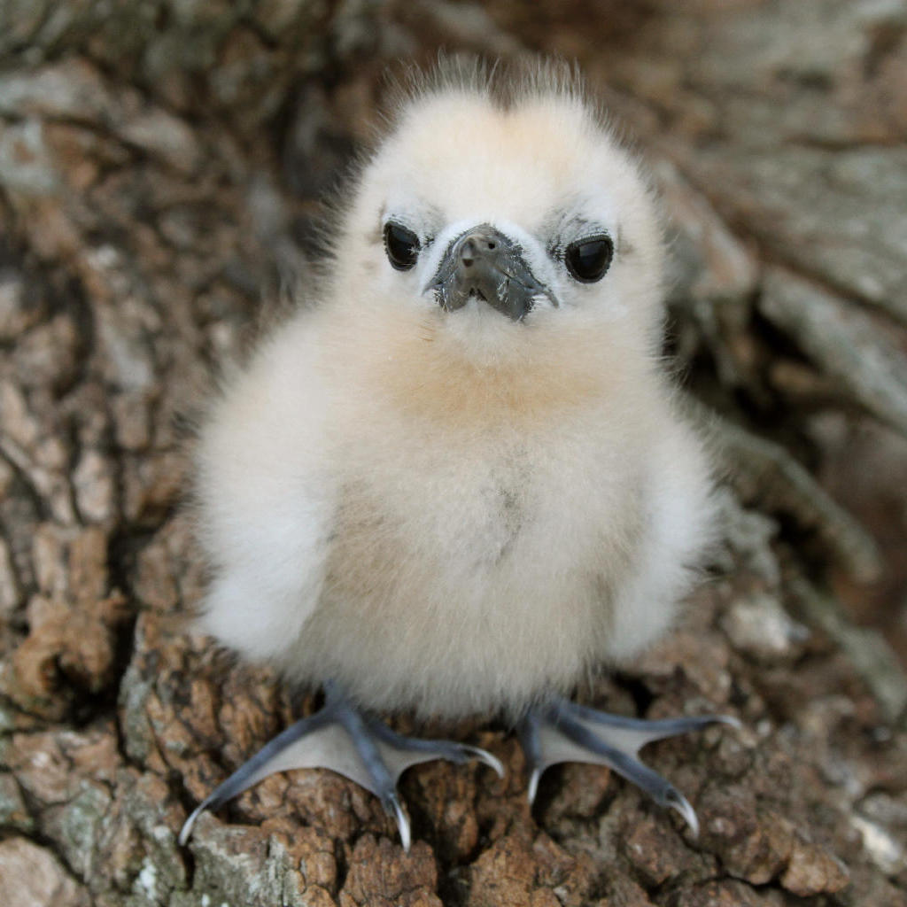 baby gygis alba