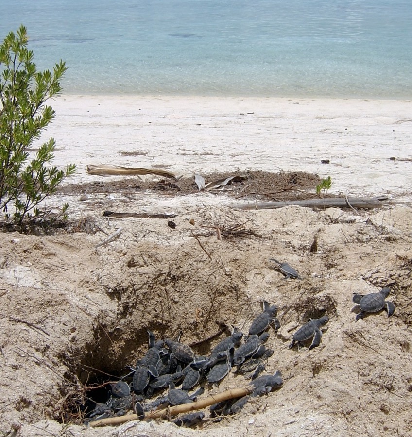 hatching turtles off to the sea