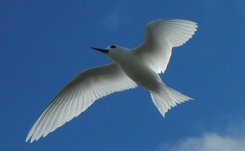 fairy tern in flight