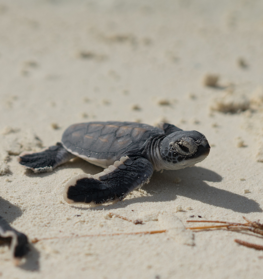 turtle hatchlings on Tetiaroa