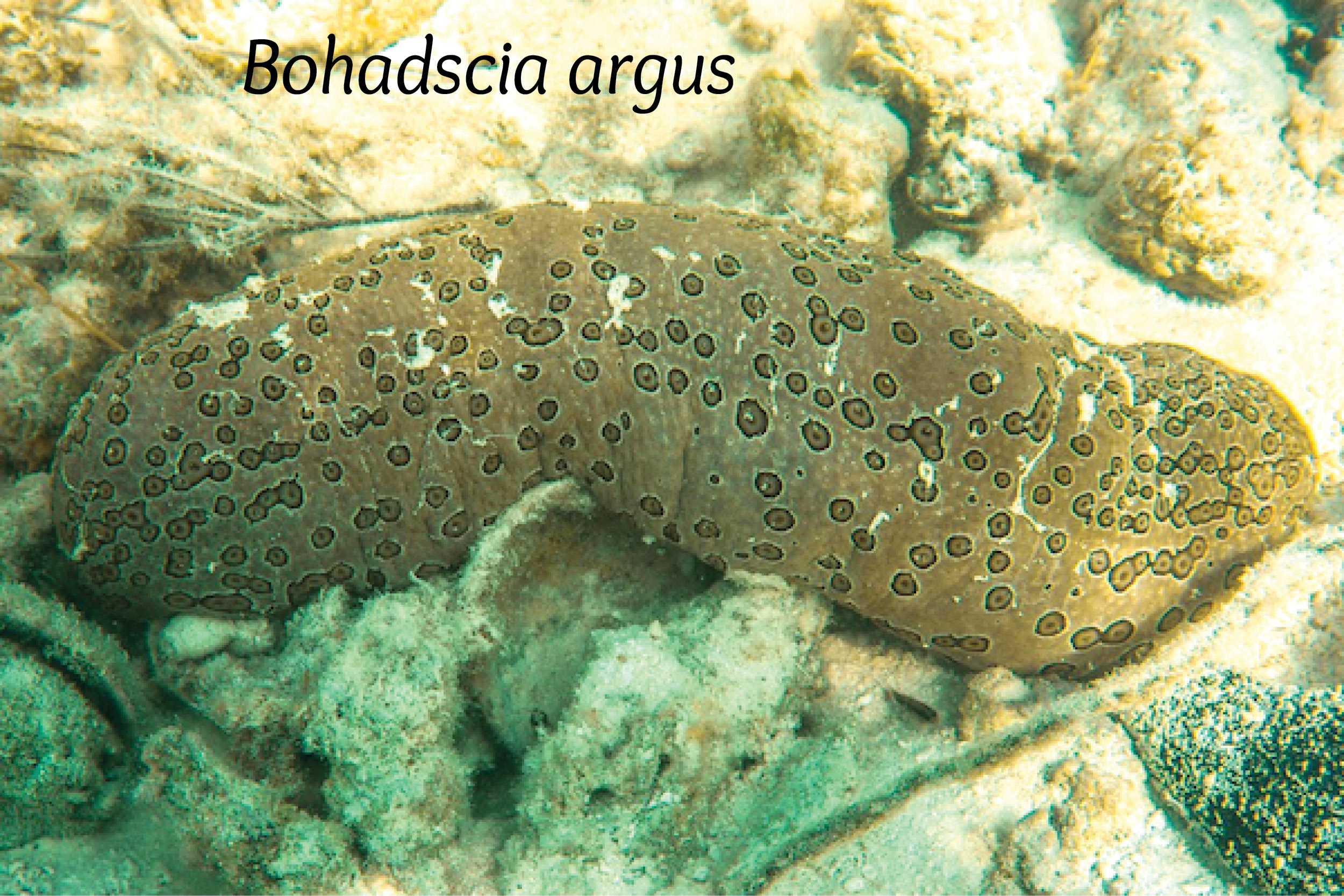 Bohadscia argus