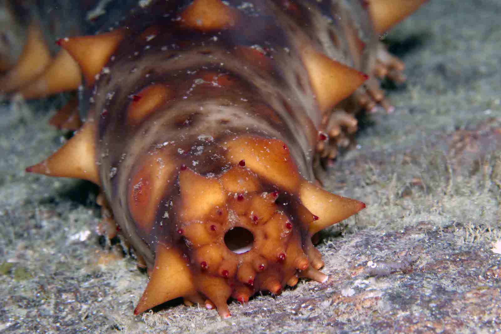 sea cucumber with open cloaca