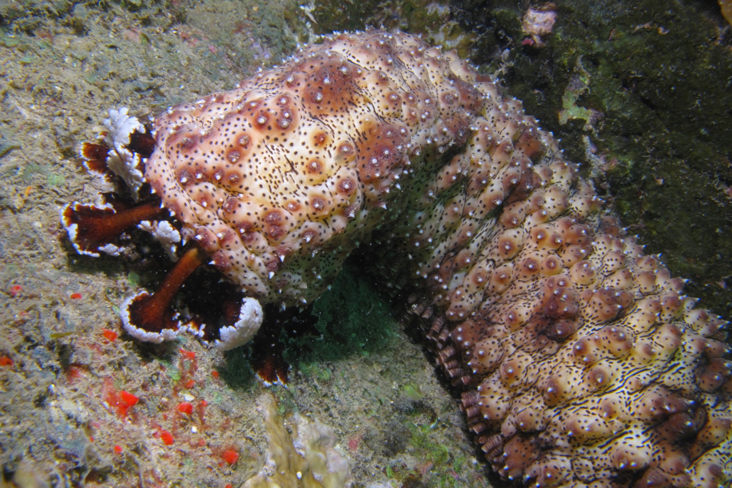 slow-moving sea cucumber